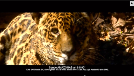 Jaguar am Amazonas